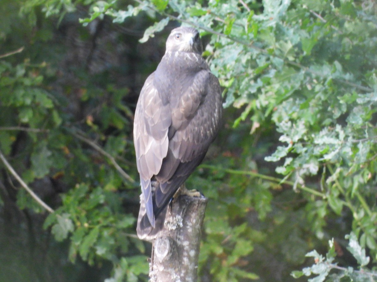 Common Buzzard - ML649060357