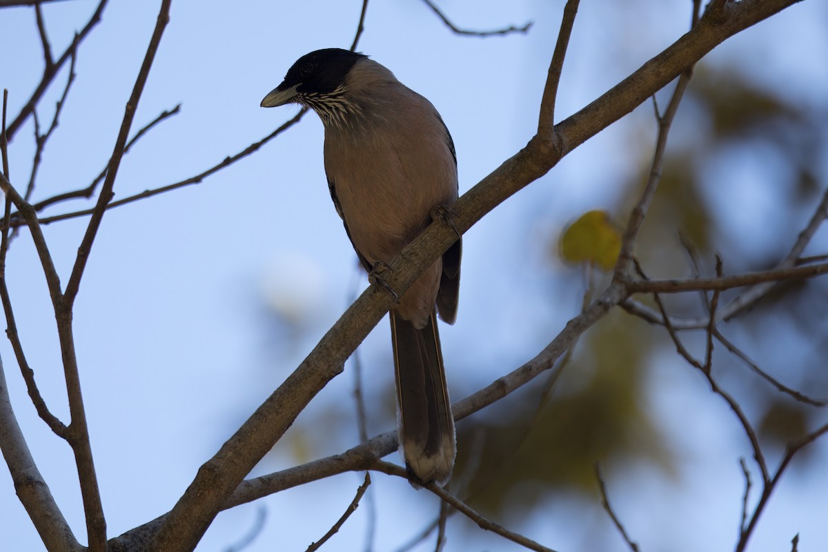 Black-headed Jay - ML649060358