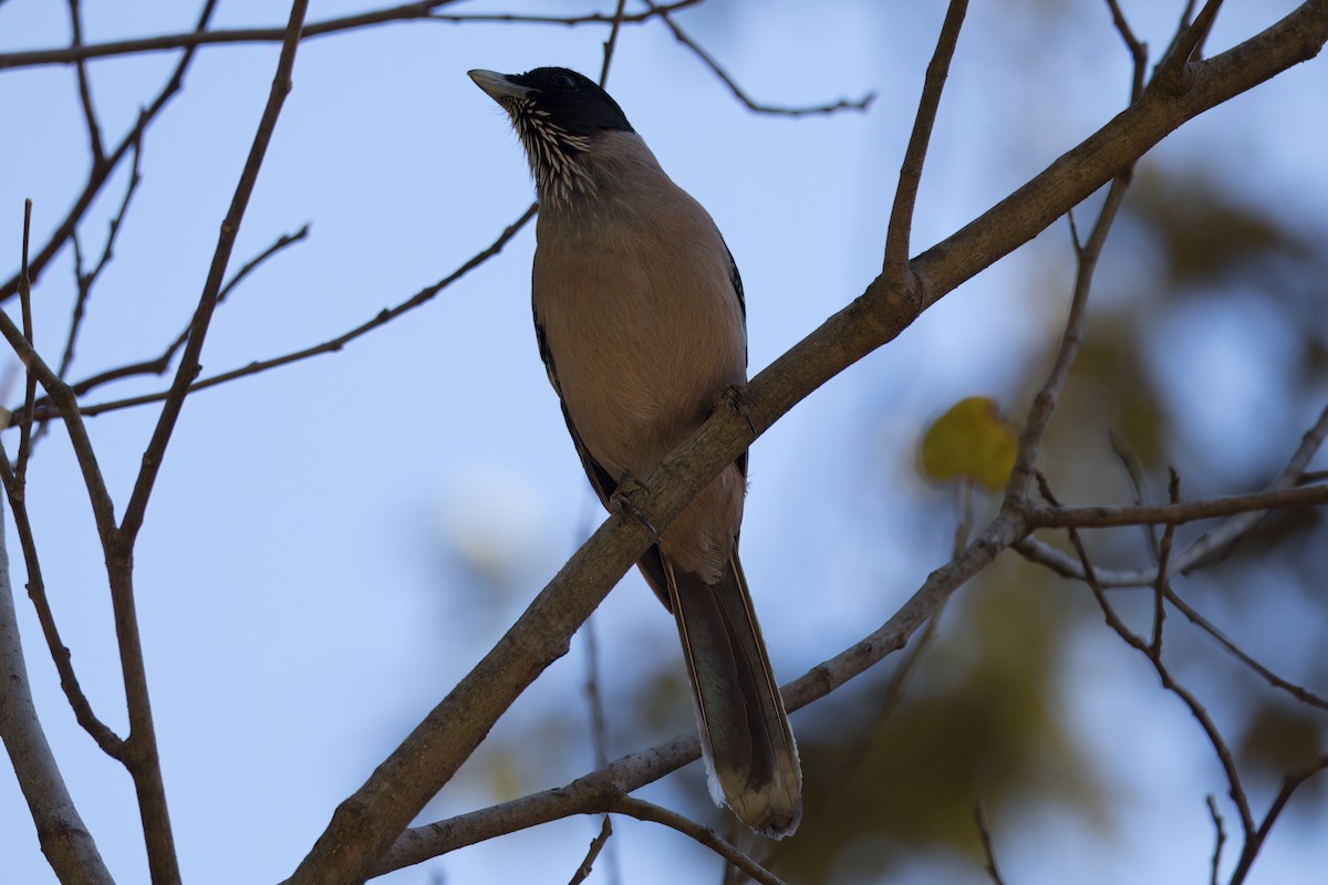 Black-headed Jay - ML649060359