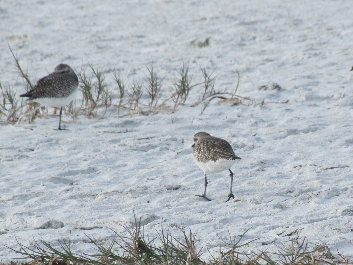 Black-bellied Plover - ML649060361