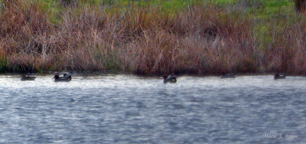 Green-winged Teal - ML649060469