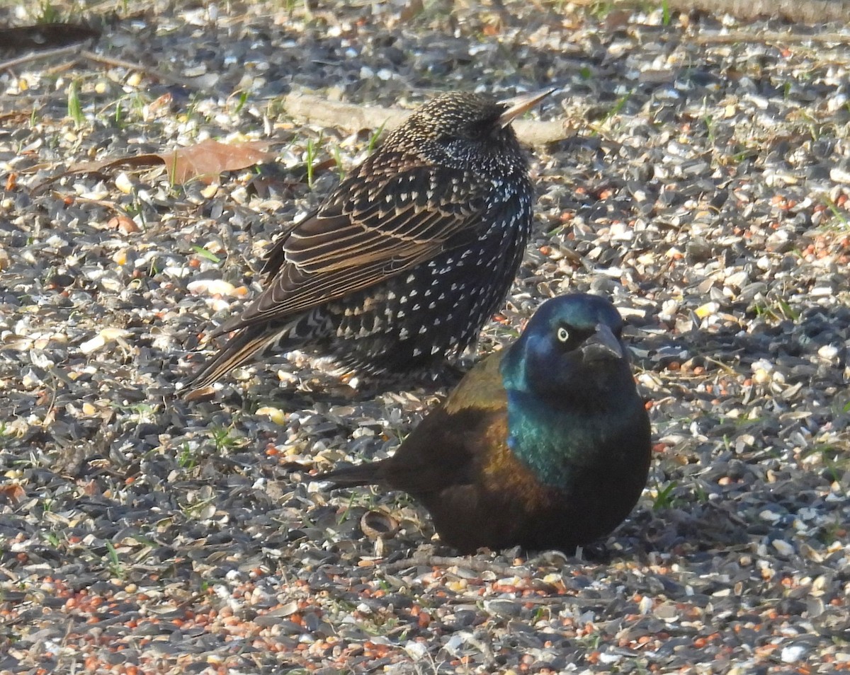 Common Grackle - ML649060484