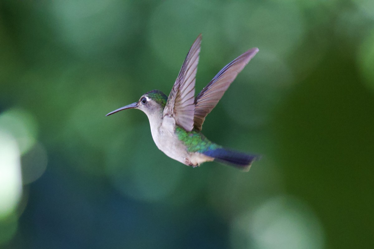 Wedge-tailed Sabrewing - ML649060696