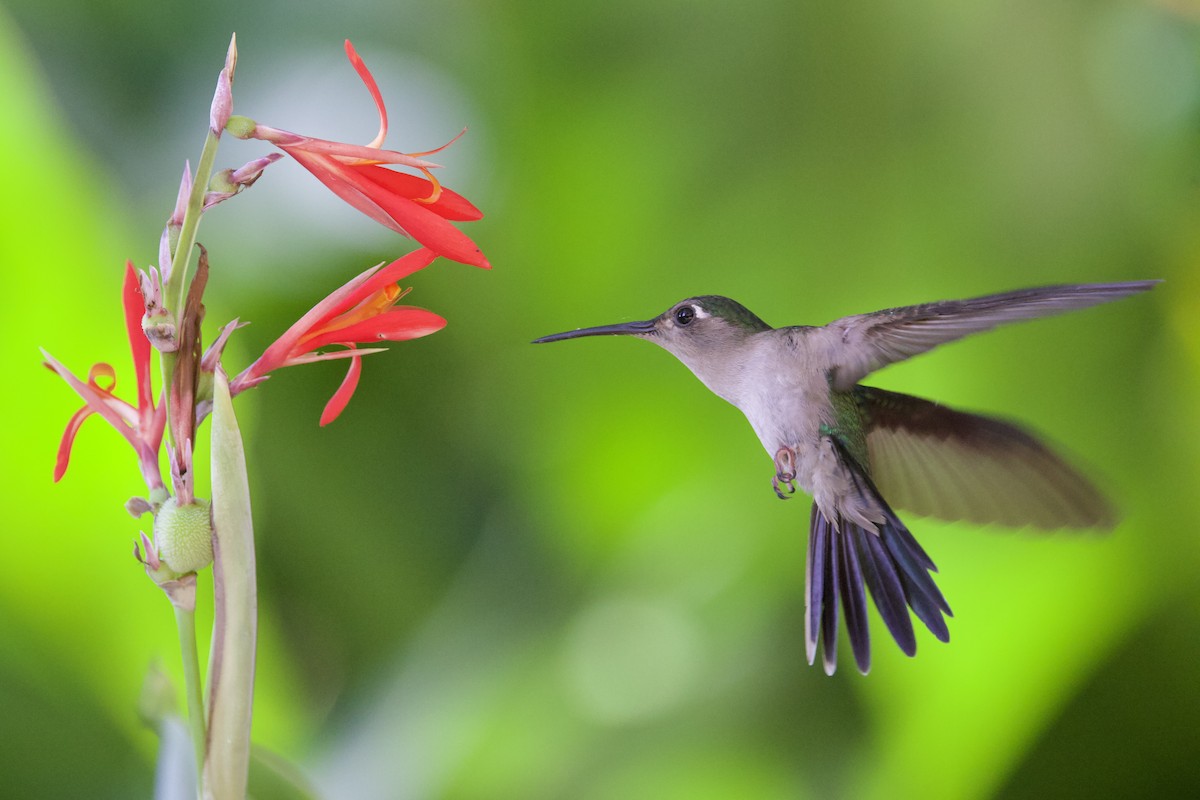 Wedge-tailed Sabrewing - ML649060785