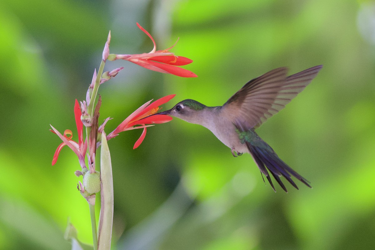 Wedge-tailed Sabrewing - ML649060813