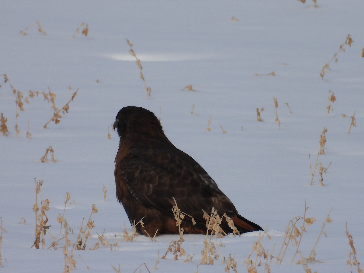 káně rudochvostá - ML649061063