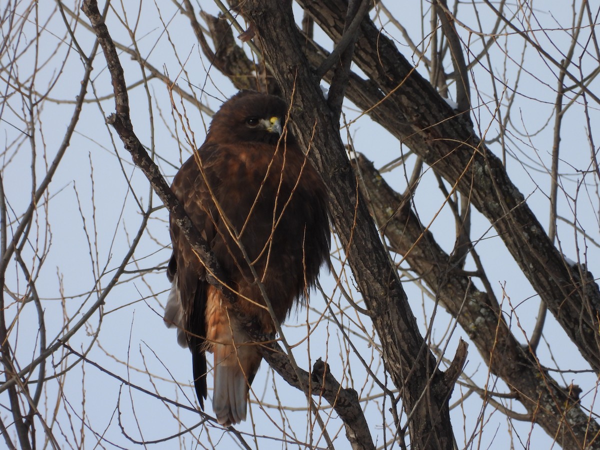 káně rudochvostá - ML649061064