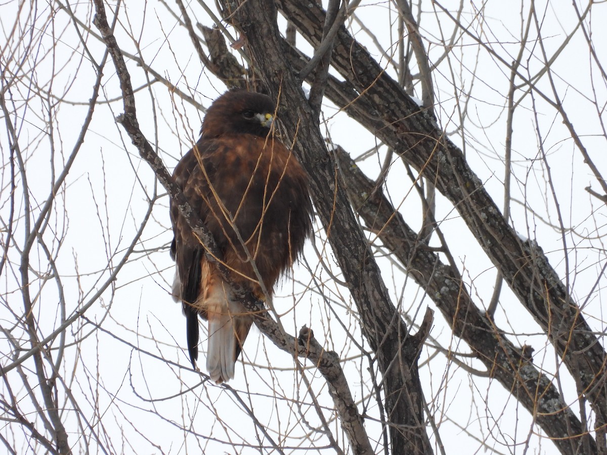 káně rudochvostá - ML649061065