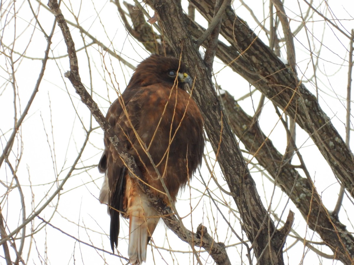 káně rudochvostá - ML649061066