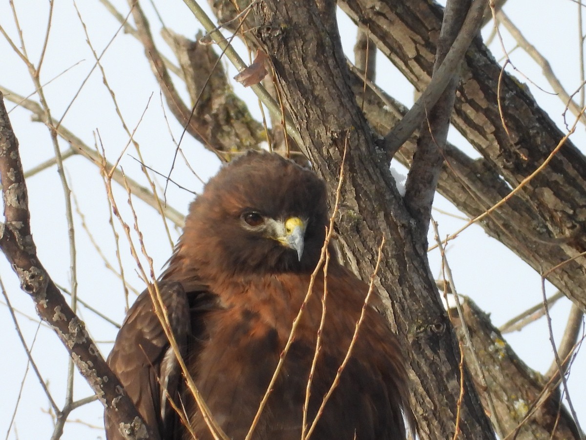 káně rudochvostá - ML649061067