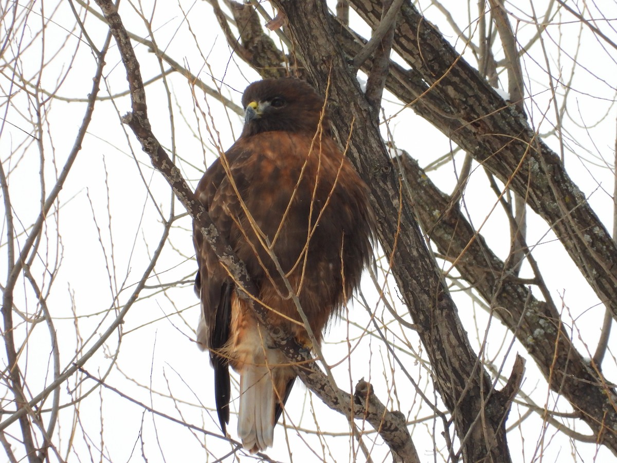 káně rudochvostá - ML649061068