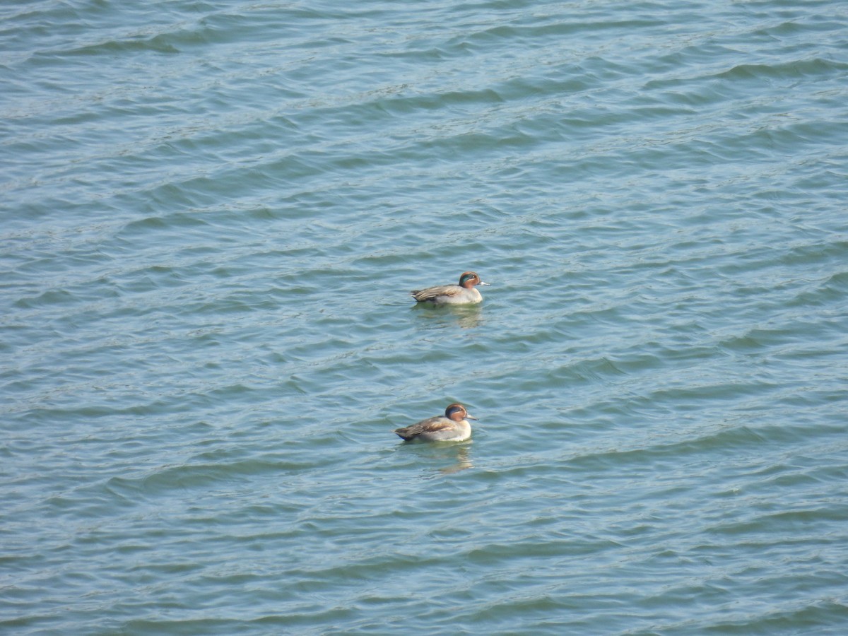 Green-winged Teal - ML649061162