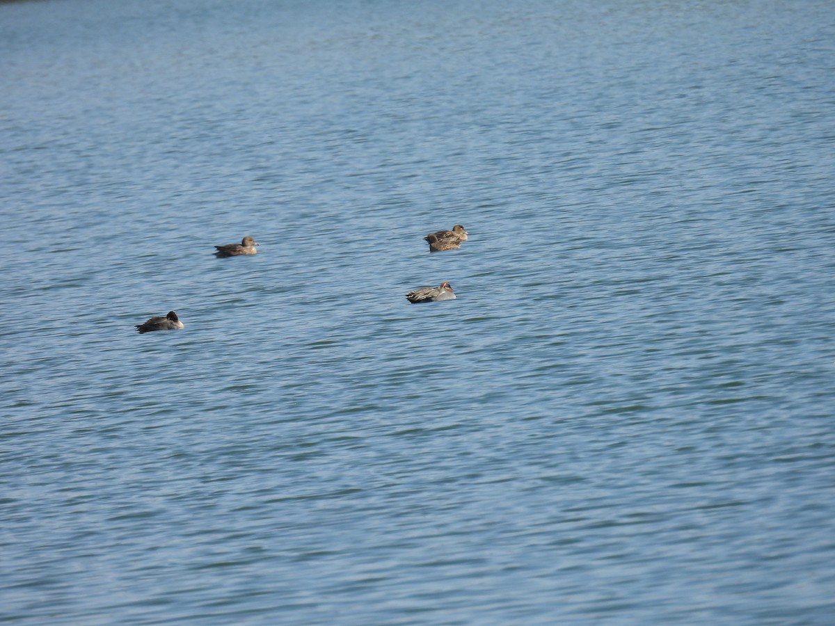 Green-winged Teal - ML649061285