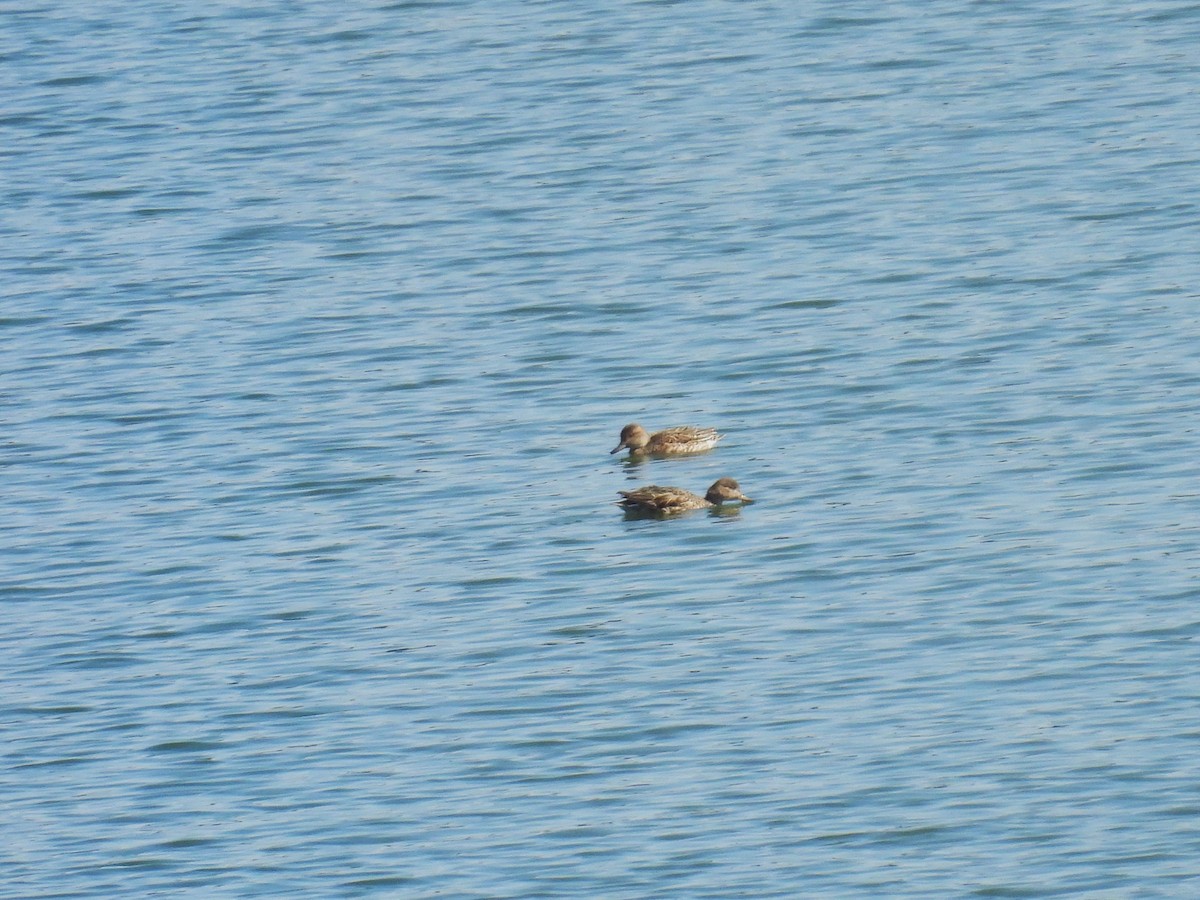 Green-winged Teal - ML649061418