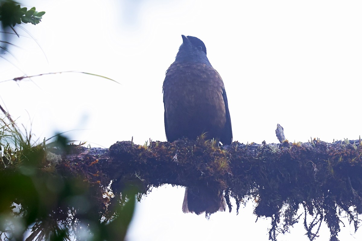 チャバラカザリドリ - ML649061444