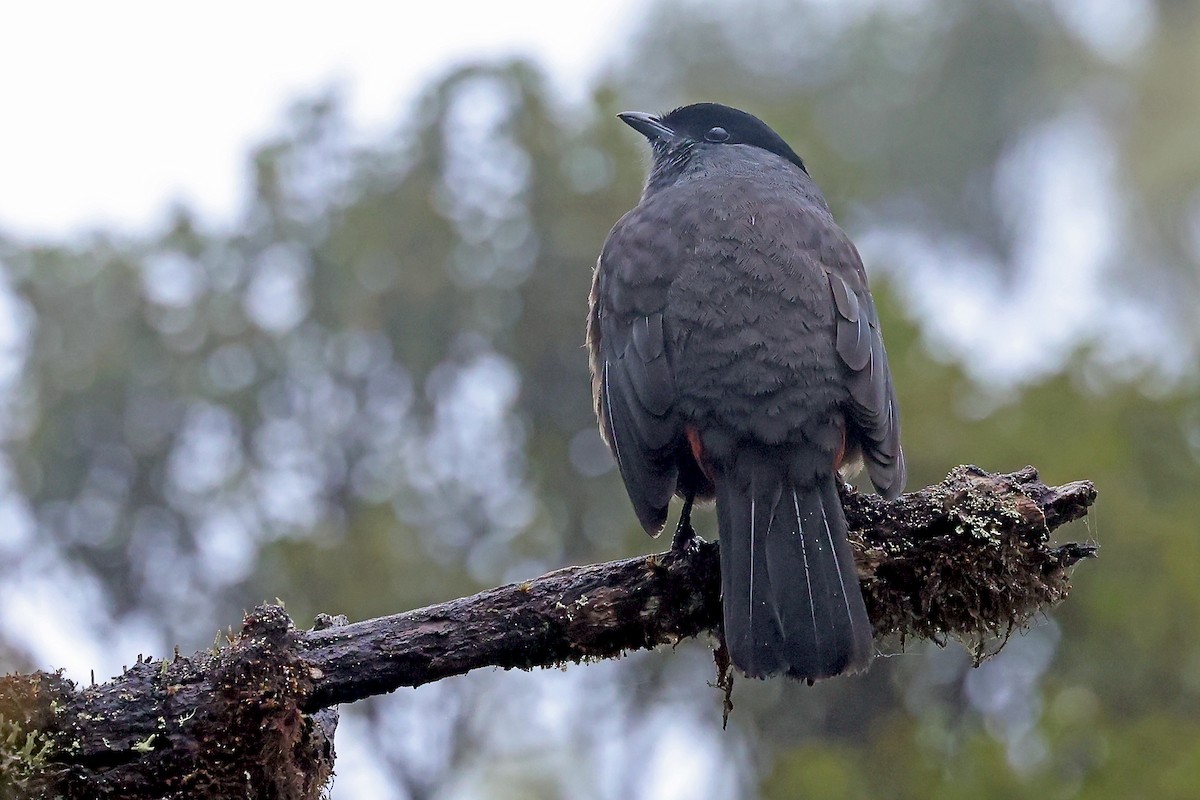 チャバラカザリドリ - ML649061453