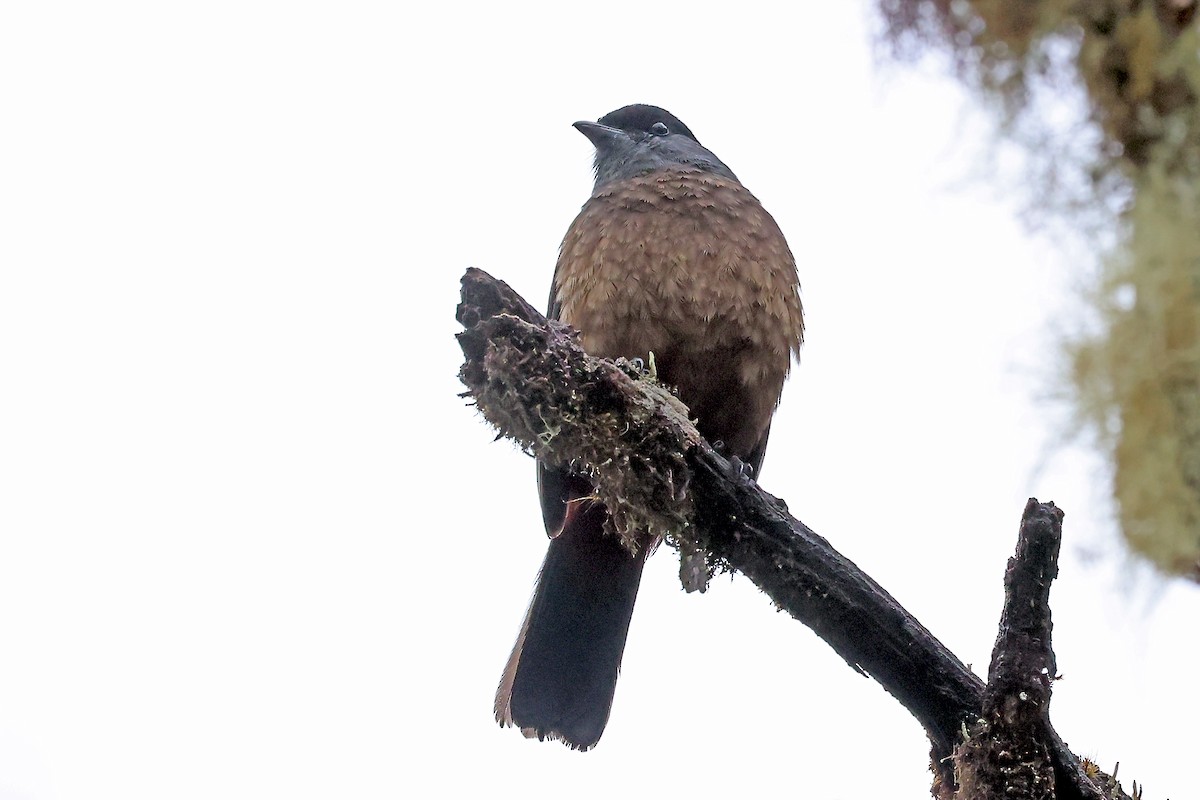 チャバラカザリドリ - ML649061457