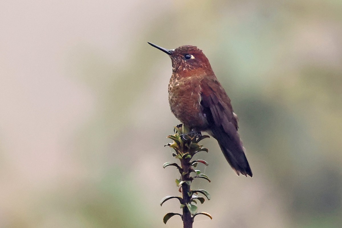 ドウイロテリオハチドリ - ML649061471