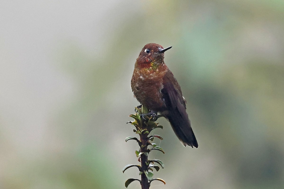 ドウイロテリオハチドリ - ML649061472