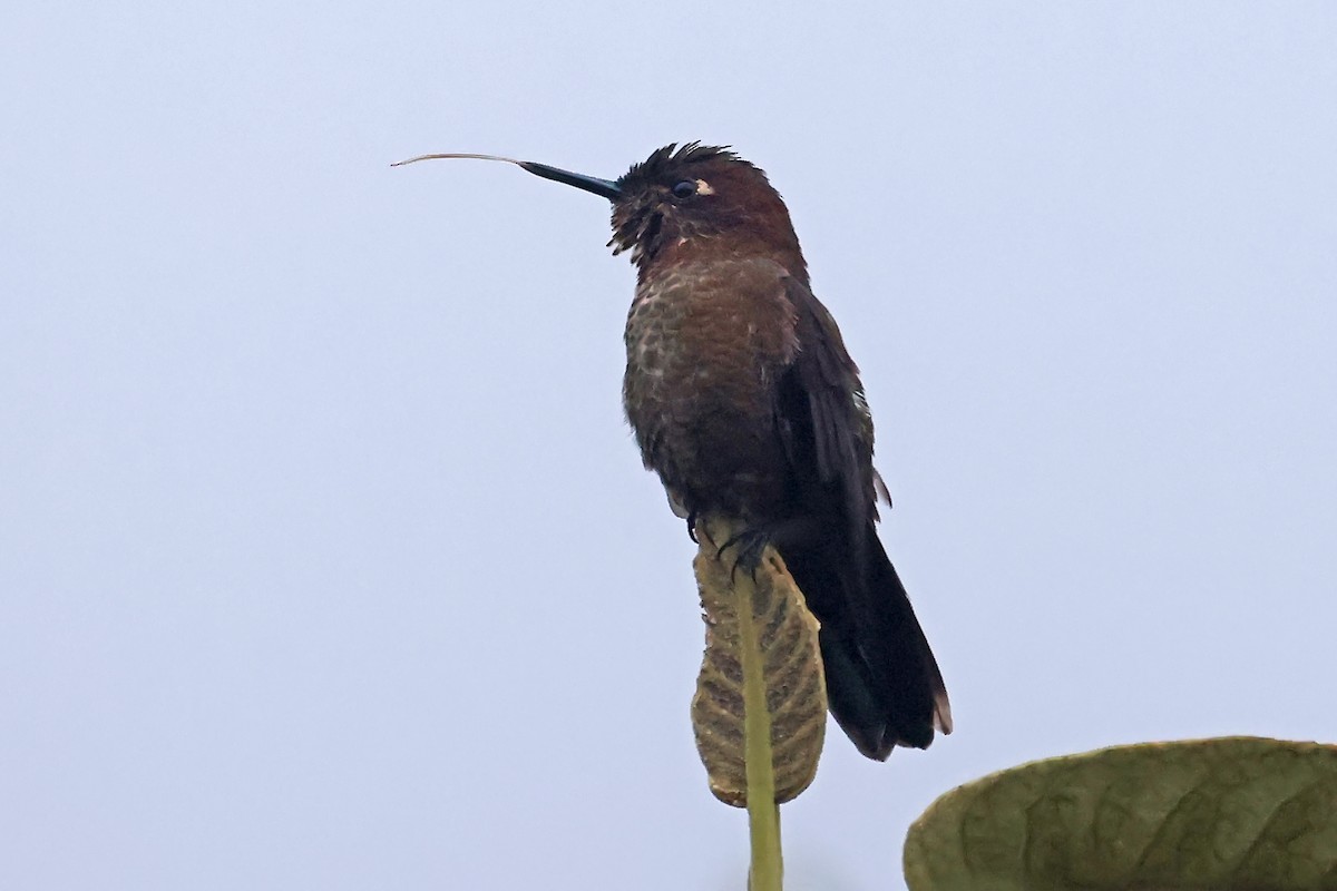 ドウイロテリオハチドリ - ML649061473