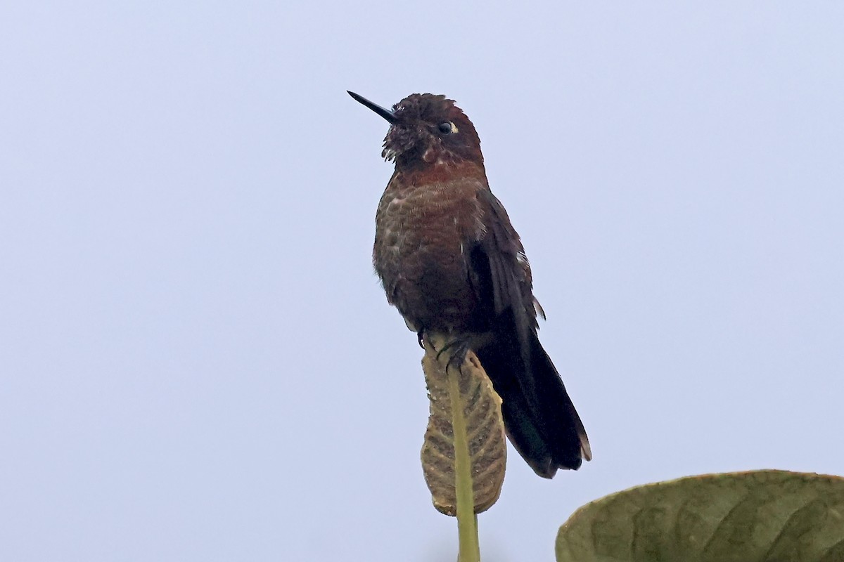 ドウイロテリオハチドリ - ML649061474