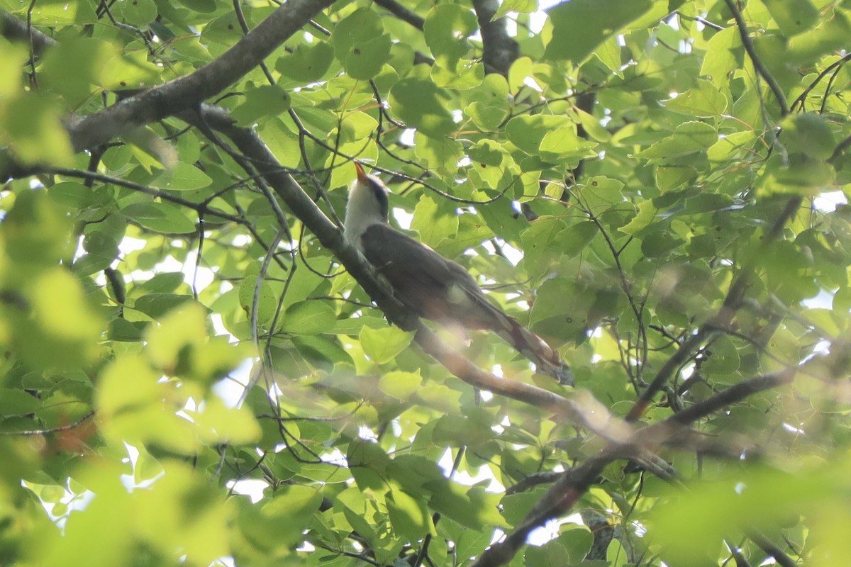 Yellow-billed Cuckoo - ML649061513