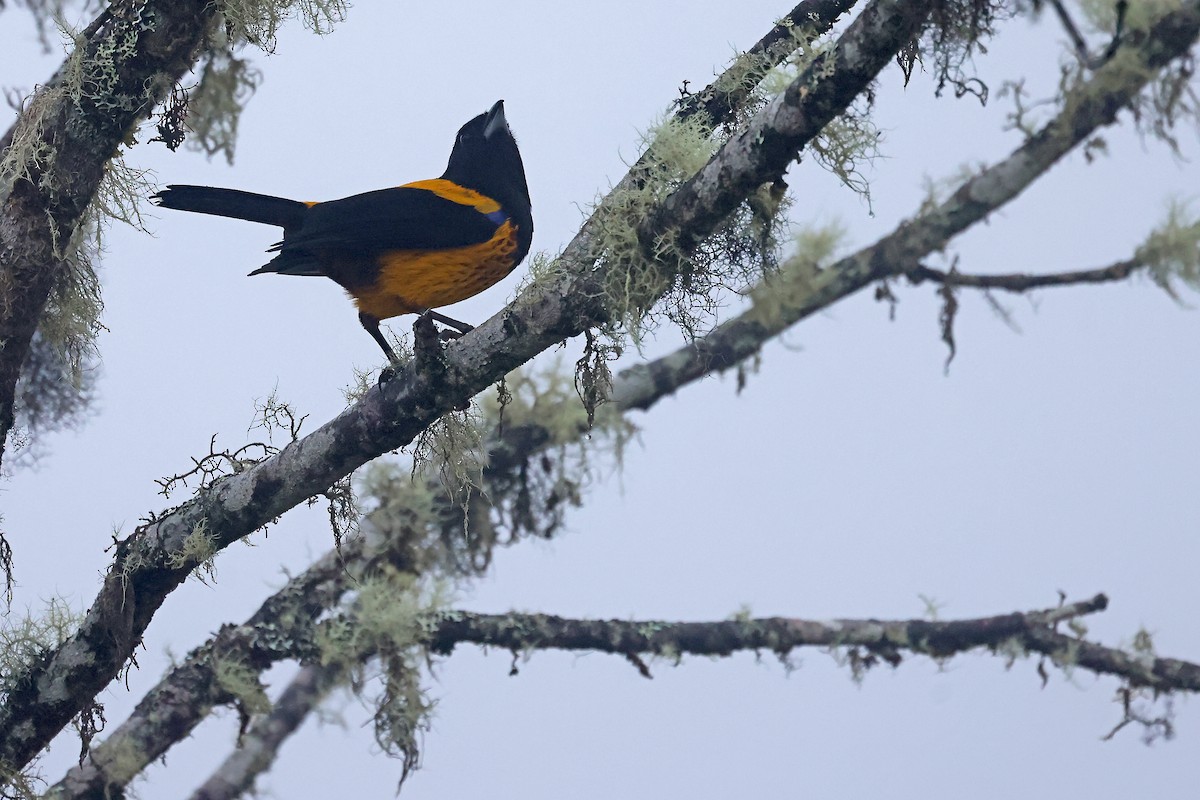 ペルーキバラフウキンチョウ - ML649061534