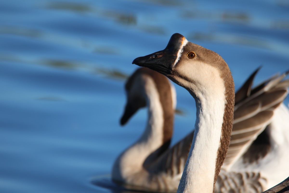 Ánsar Cisnal - ML649061539