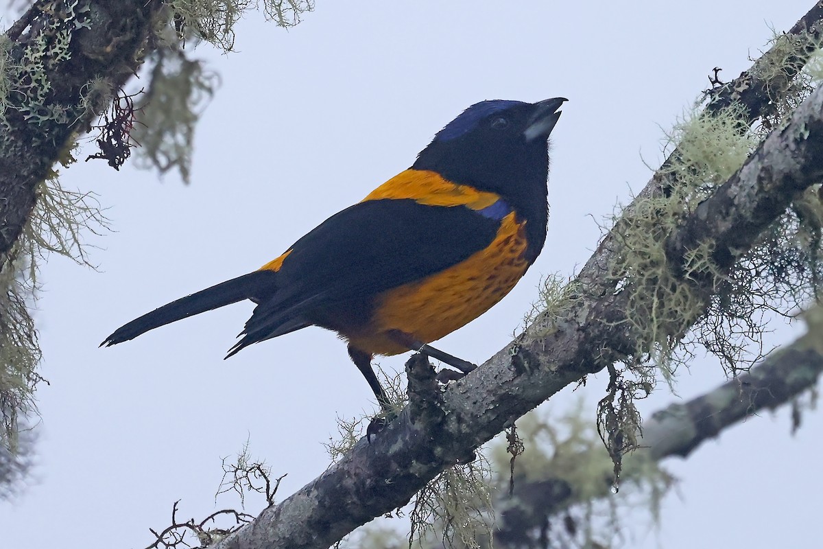 ペルーキバラフウキンチョウ - ML649061540