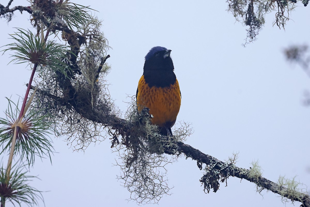 ペルーキバラフウキンチョウ - ML649061545