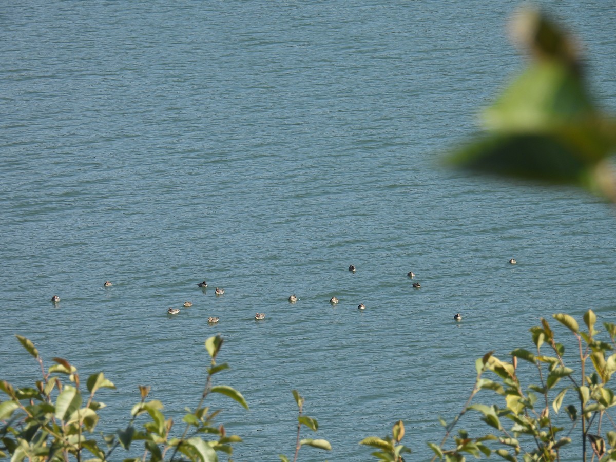 Green-winged Teal - ML649061637