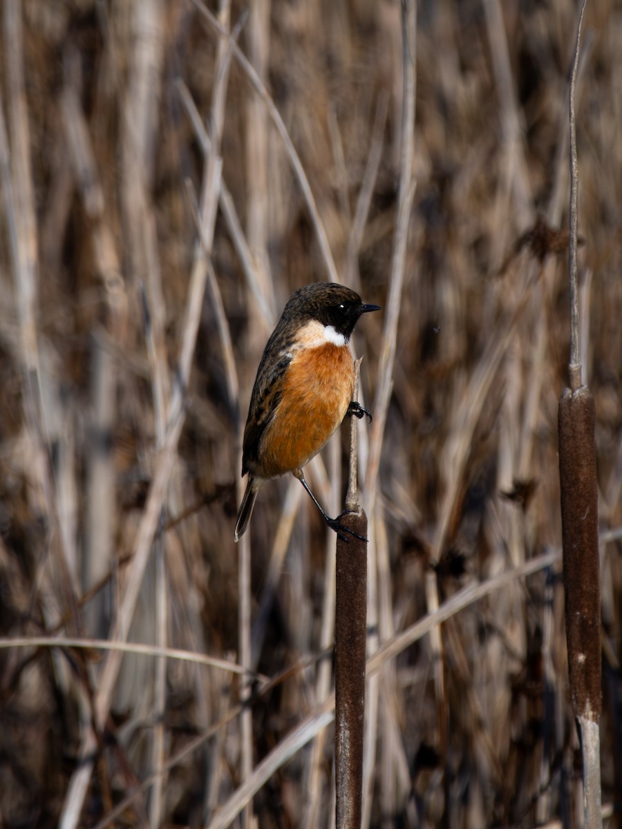 Tarier pâtre - ML649061642