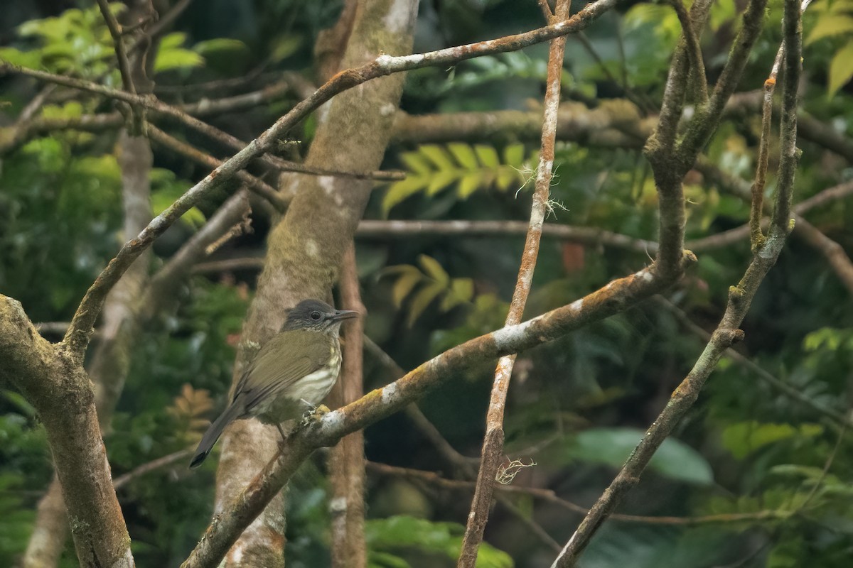 Javan Bulbul - ML649061678