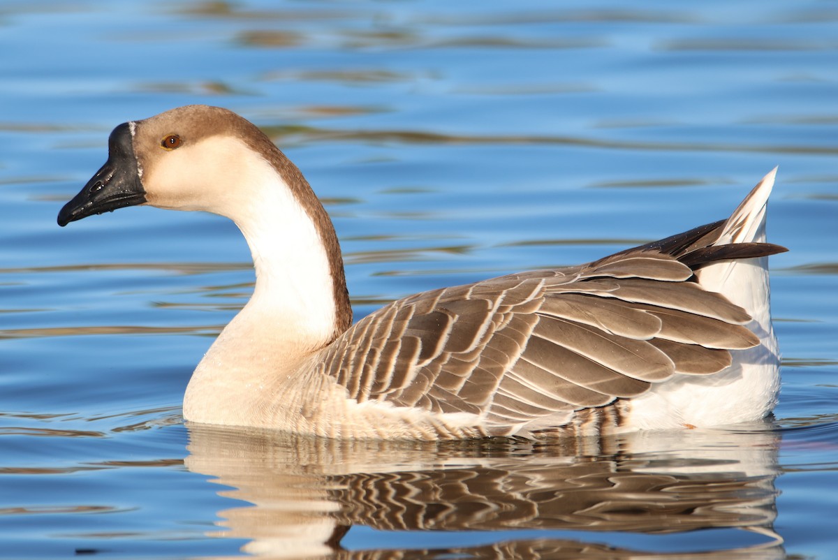 Ánsar Cisnal - ML649061695