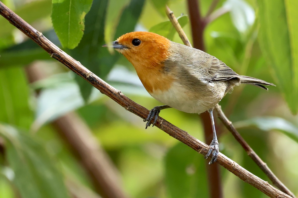 ワキチャフウキンチョウ - ML649061724