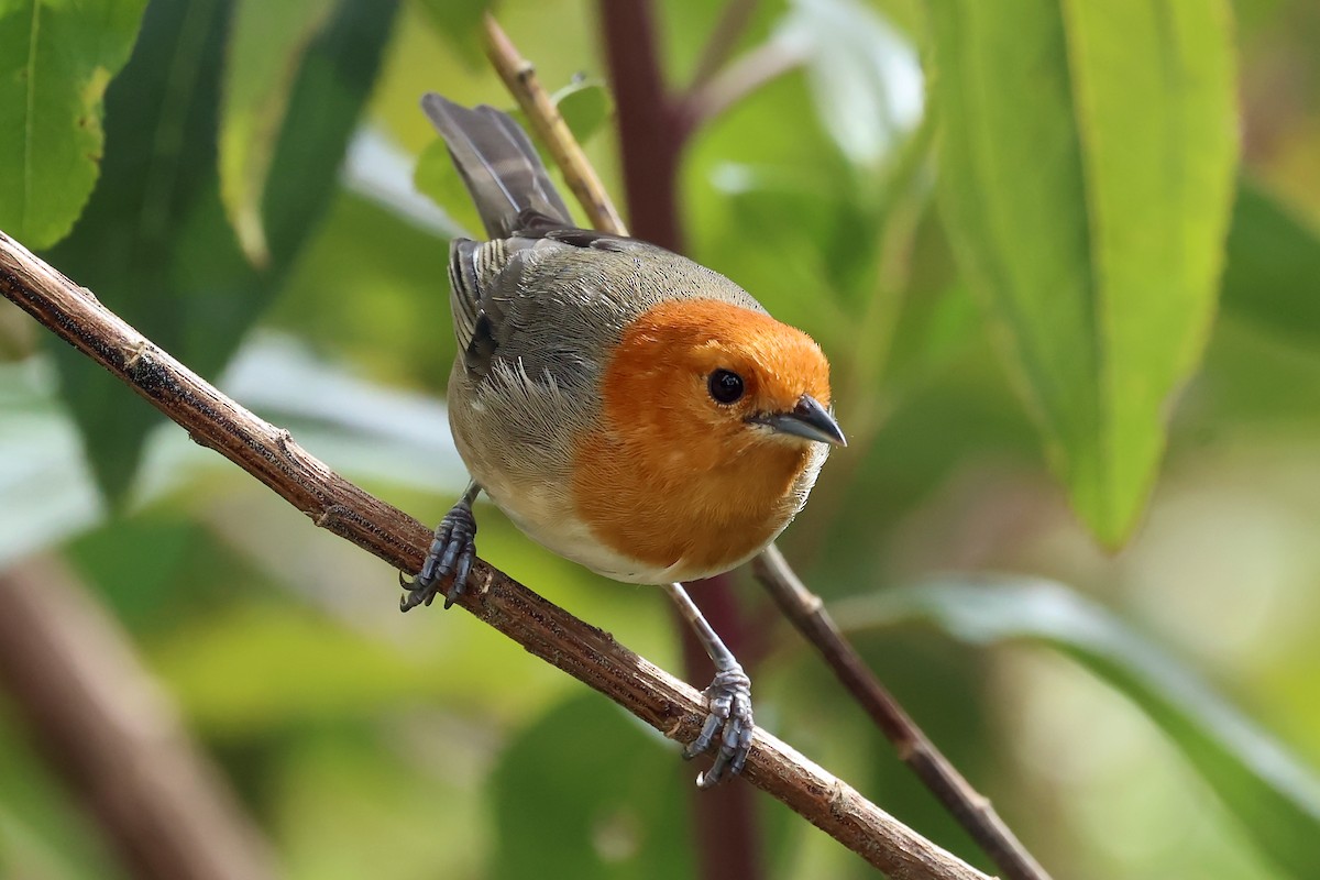 ワキチャフウキンチョウ - ML649061726