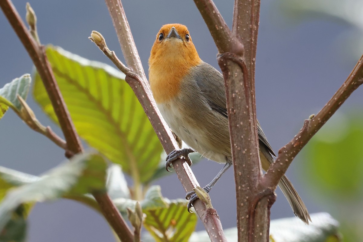 ワキチャフウキンチョウ - ML649061728