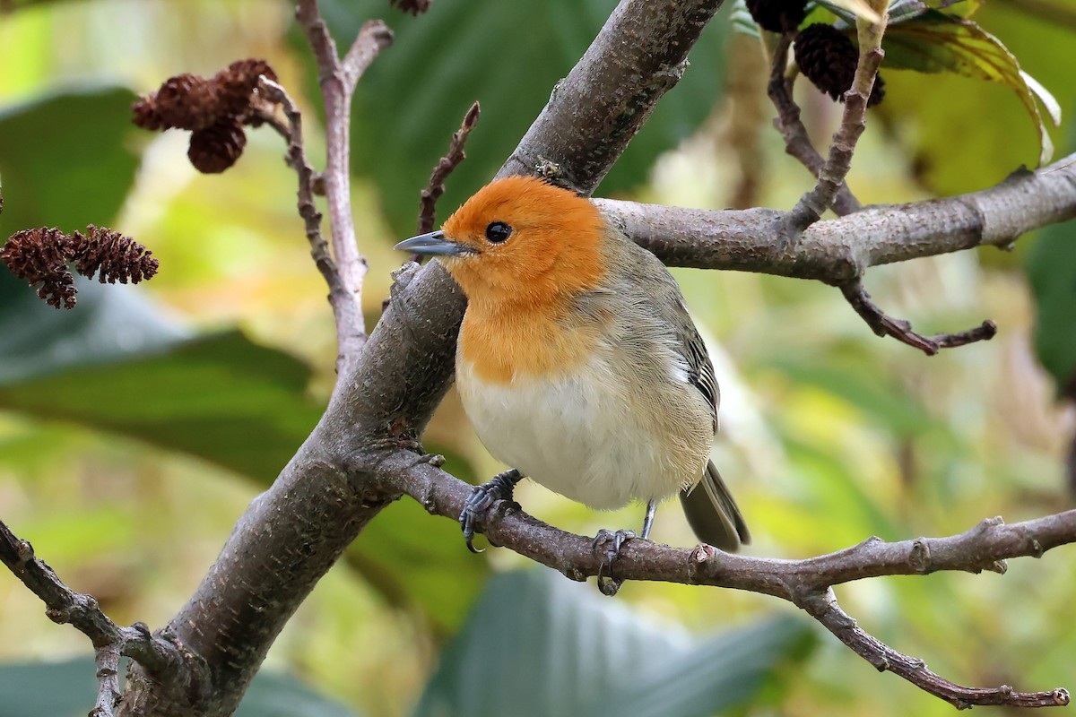 ワキチャフウキンチョウ - ML649061739