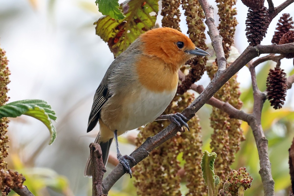 ワキチャフウキンチョウ - ML649061743