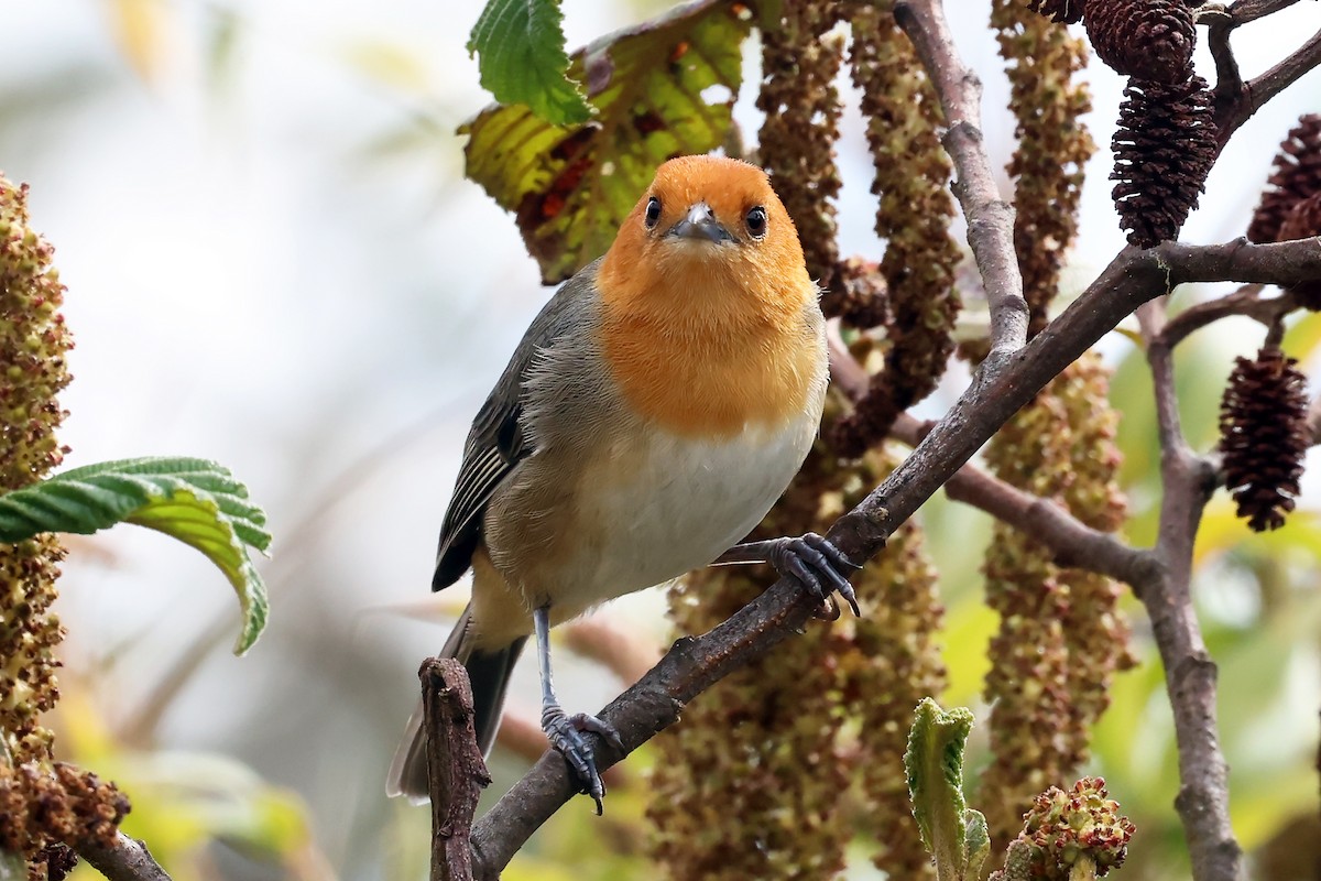 ワキチャフウキンチョウ - ML649061746