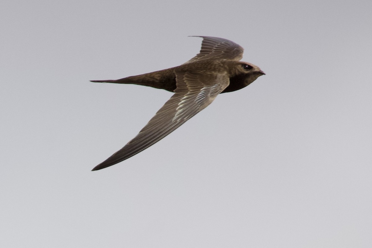 Common Swift - ML649061920