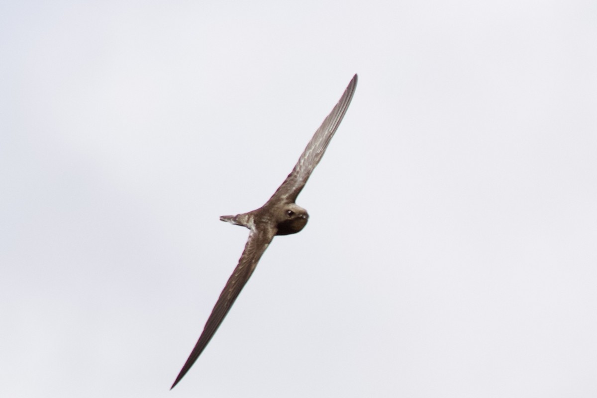 Common Swift - ML649061949