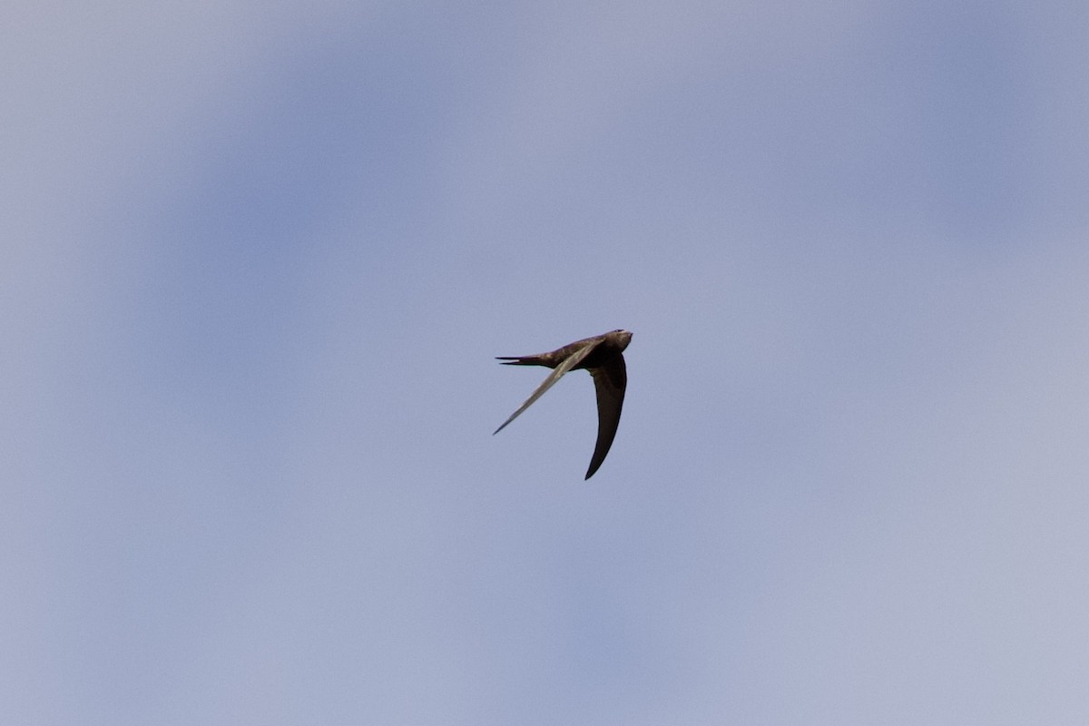 Common Swift - ML649061960