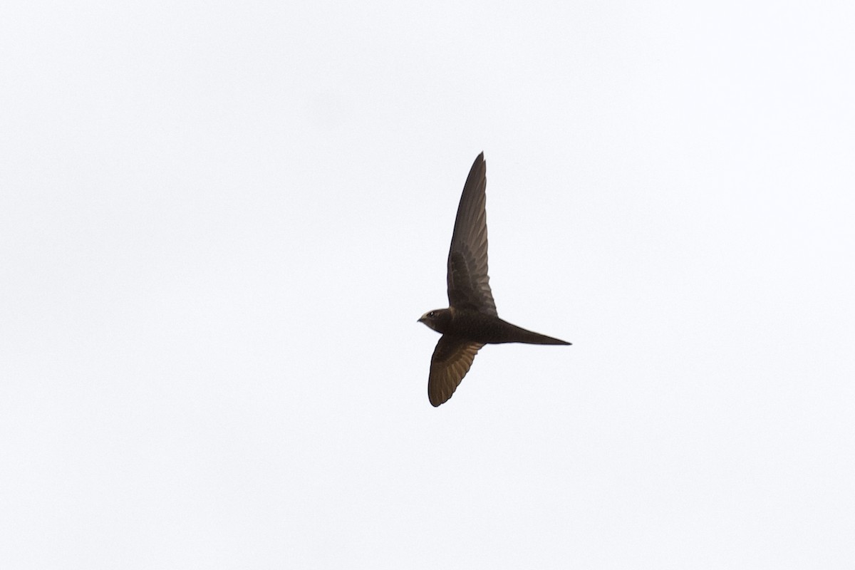 Common Swift - ML649061965