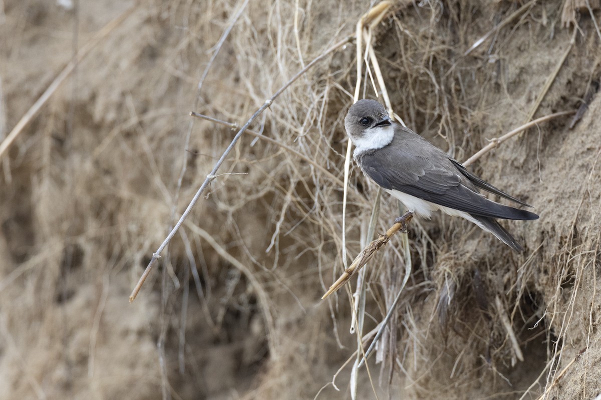 Береговушка - ML649061999