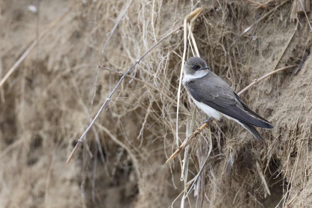 Береговушка - ML649062000