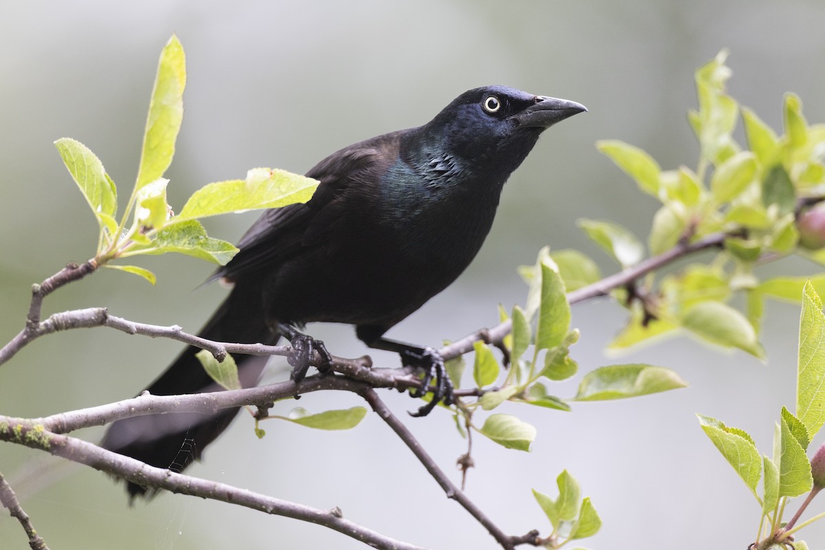 Common Grackle (Bronzed) - ML649062013