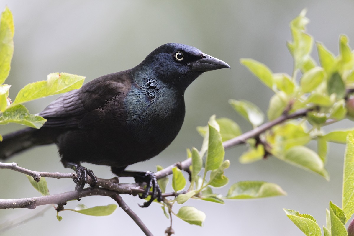 Common Grackle (Bronzed) - ML649062014