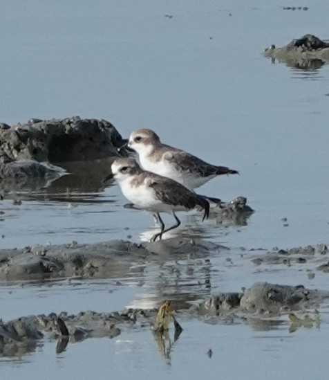 Tibet Cılıbıtı - ML649062033