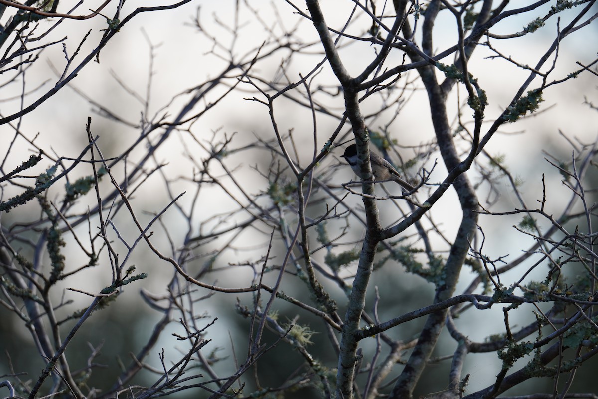 Karolina Baştankarası - ML649062213